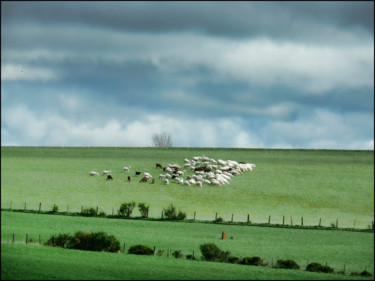 Photographie intitulée "Chèvres au pâturage" par Alain Brasseur, Œuvre d'art originale