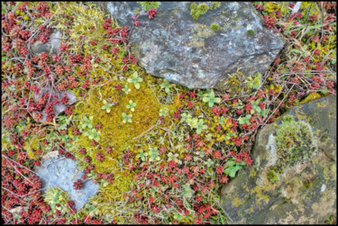 Photography titled "Mousses & Lichens 25" by Alain Brasseur, Original Artwork