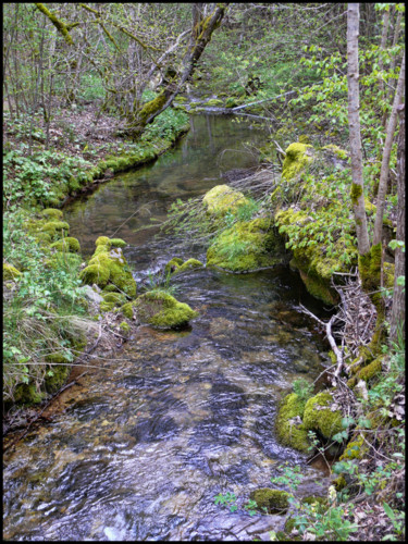 Photographie intitulée "Ruisseau aux rives…" par Alain Brasseur, Œuvre d'art originale