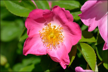 Photographie intitulée "Rose 3. Rosa compli…" par Alain Brasseur, Œuvre d'art originale