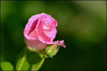 Fotografía titulada "Rose 4 - Marinette" por Alain Brasseur, Obra de arte original