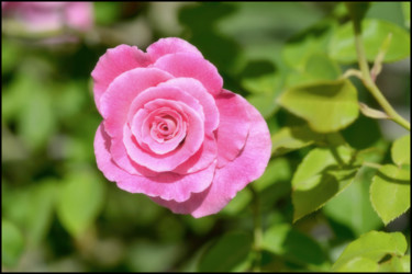 Fotografía titulada "Rose 8 - Marinette" por Alain Brasseur, Obra de arte original