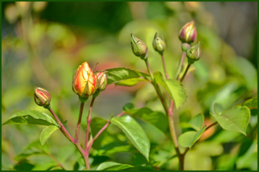 Fotografia intitulada "Boutons de roses" por Alain Brasseur, Obras de arte originais