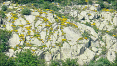 Photography titled "Genets dans les fai…" by Alain Brasseur, Original Artwork