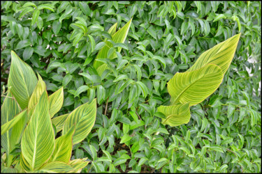 Fotografie mit dem Titel "Composition florale…" von Alain Brasseur, Original-Kunstwerk