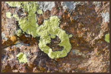 Photography titled "Lichens 23" by Alain Brasseur, Original Artwork