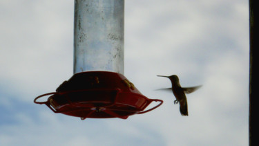 Photographie intitulée "colibri" par Alain Brasseur, Œuvre d'art originale