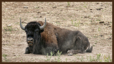 Photographie intitulée "Vieux bison." par Alain Brasseur, Œuvre d'art originale