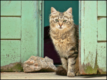 Fotografia intitolato "Chat" da Alain Brasseur, Opera d'arte originale