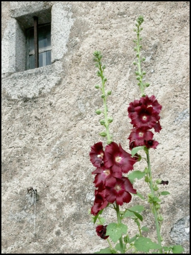 Fotografia zatytułowany „Roses trémières 4” autorstwa Alain Brasseur, Oryginalna praca
