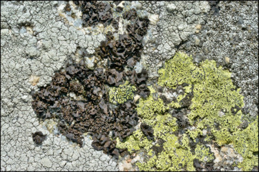 Photographie intitulée "Lichens 24" par Alain Brasseur, Œuvre d'art originale