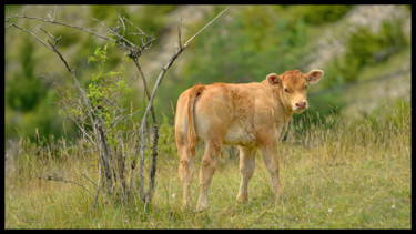 Photography titled "Veau du Mont Lozère" by Alain Brasseur, Original Artwork