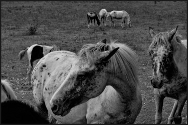 Photography titled "Chevaux 2" by Alain Brasseur, Original Artwork