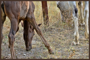 Photography titled "chevaux  3" by Alain Brasseur, Original Artwork