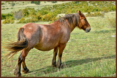 "Cheval de trait" başlıklı Fotoğraf Alain Brasseur tarafından, Orijinal sanat