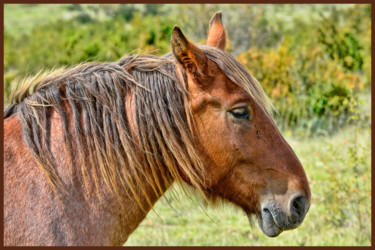 Fotografia intitolato "Monsieur, cheval de…" da Alain Brasseur, Opera d'arte originale