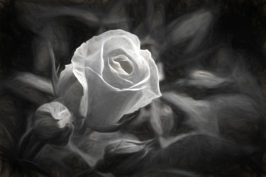 Digital Arts titled "Une rose blanche." by Alain Brasseur, Original Artwork, Digital Painting