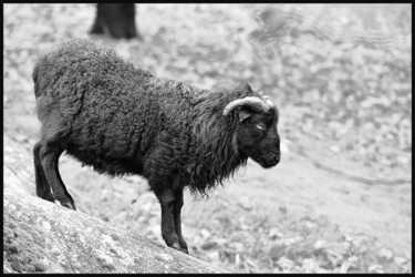 Fotografia intitolato "Mouton" da Alain Brasseur, Opera d'arte originale