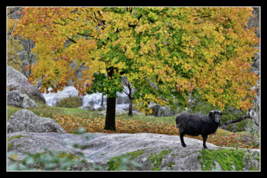 Photography titled "Au bord de l'eau" by Alain Brasseur, Original Artwork