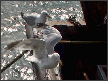 Photography titled "Mouettes" by Alain Brasseur, Original Artwork