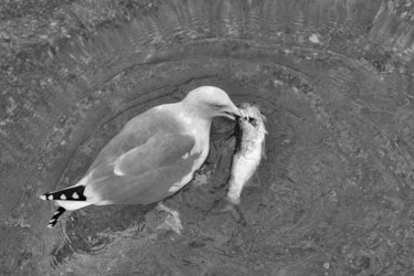 Photographie intitulée "Un appétit féroce." par Alain Brasseur, Œuvre d'art originale