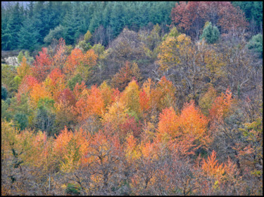 Photographie intitulée "Plein feux d'automn…" par Alain Brasseur, Œuvre d'art originale