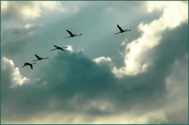 Fotografie mit dem Titel "Vol de flamands ros…" von Alain Brasseur, Original-Kunstwerk