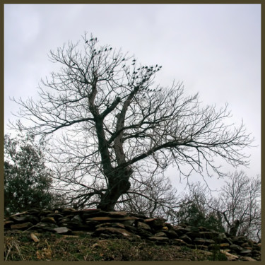 Photographie intitulée "Etourneaux dans les…" par Alain Brasseur, Œuvre d'art originale