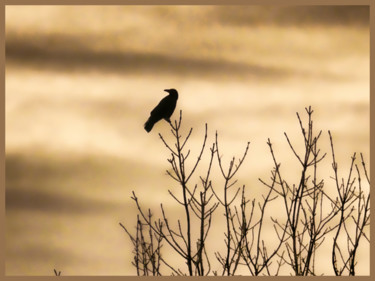 Photographie intitulée "Grand corbeau." par Alain Brasseur, Œuvre d'art originale