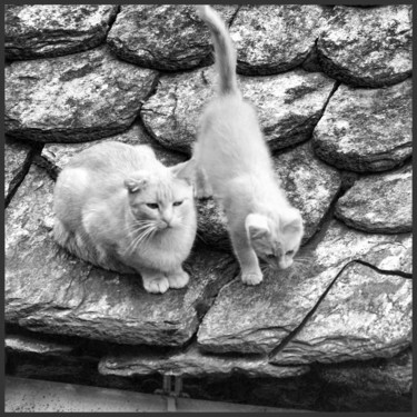 Photographie intitulée "Chats de gouttières" par Alain Brasseur, Œuvre d'art originale