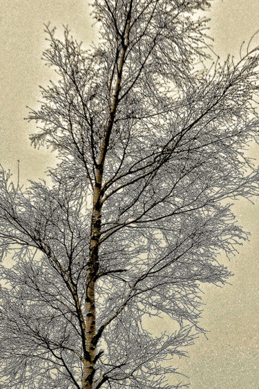 Digital Arts titled "Bouleau en hiver" by Alain Brasseur, Original Artwork