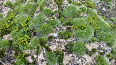 Photographie intitulée "Mousses et lichens." par Alain Brasseur, Œuvre d'art originale