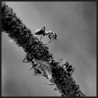 Photography titled "Fourmis à la récolt…" by Alain Brasseur, Original Artwork