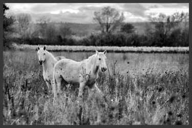 Photography titled "Chevaux de Camargue" by Alain Brasseur, Original Artwork