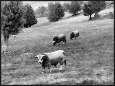 Photographie intitulée "Ne vous dérangez pa…" par Alain Brasseur, Œuvre d'art originale