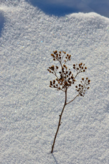 Photographie intitulée "Le bel hiver.....64" par Alain Brasseur, Œuvre d'art originale