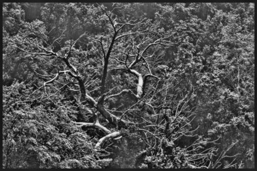 Photography titled "Le bel hiver.....69" by Alain Brasseur, Original Artwork