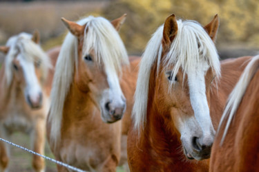 Fotografia intitulada "Chevaux Halfingers" por Alain Brasseur, Obras de arte originais