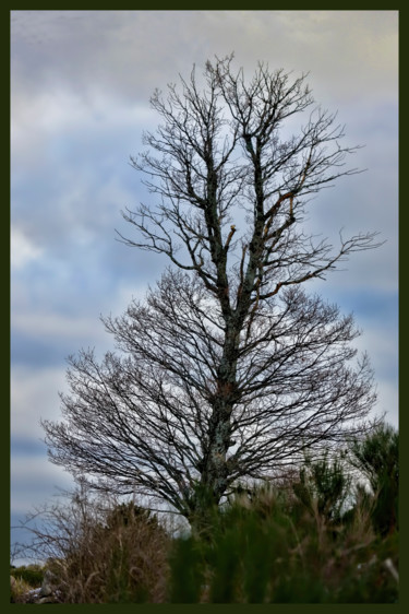 Photographie intitulée "Le bel hiver.....90" par Alain Brasseur, Œuvre d'art originale