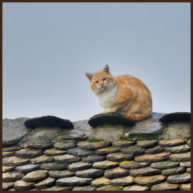 Photographie intitulée "Chat de gouttière" par Alain Brasseur, Œuvre d'art originale