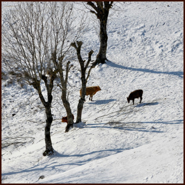 Photography titled "Le bel hiver.....192" by Alain Brasseur, Original Artwork