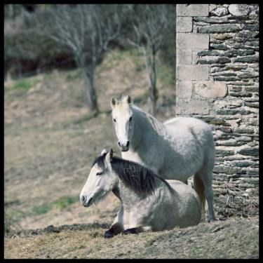 Fotografie getiteld "Chevaux au repos" door Alain Brasseur, Origineel Kunstwerk