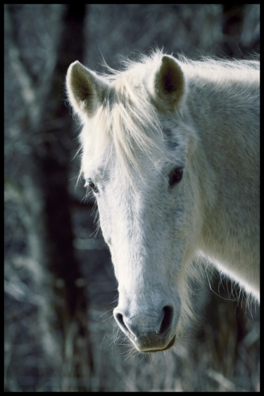 Photographie intitulée "Camargue" par Alain Brasseur, Œuvre d'art originale