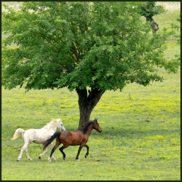 Photographie intitulée "Chevaux au pré.....3" par Alain Brasseur, Œuvre d'art originale