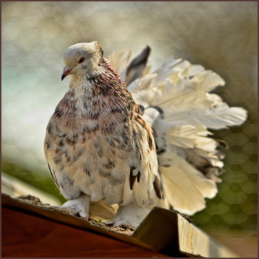 Photography titled "Pigeon." by Alain Brasseur, Original Artwork