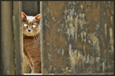 Photographie intitulée "Portrait de chat au…" par Alain Brasseur, Œuvre d'art originale