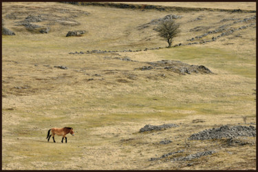 Fotografia intitolato "Cheval de Przewalsk…" da Alain Brasseur, Opera d'arte originale