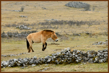 Fotografie getiteld "cheval de Przewalsk…" door Alain Brasseur, Origineel Kunstwerk