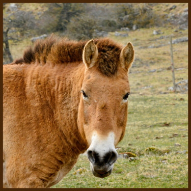 Photographie intitulée "Cheval de Przewalsk…" par Alain Brasseur, Œuvre d'art originale