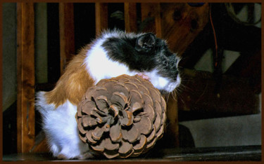 Фотография под названием "Jules le hamster." - Alain Brasseur, Подлинное произведение искусства